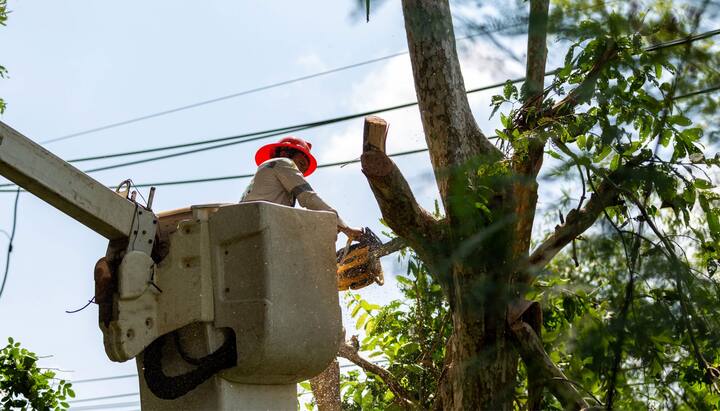 Tree care and maintenance services in Guilford