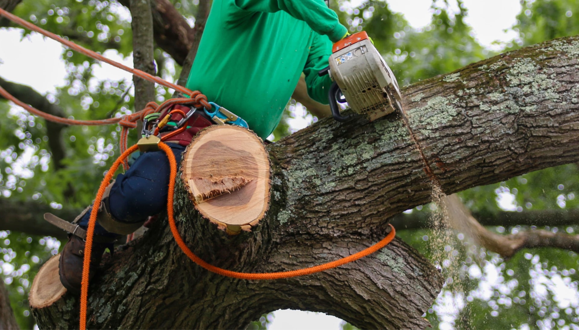 Shed your worries away with best tree removal in Guilford