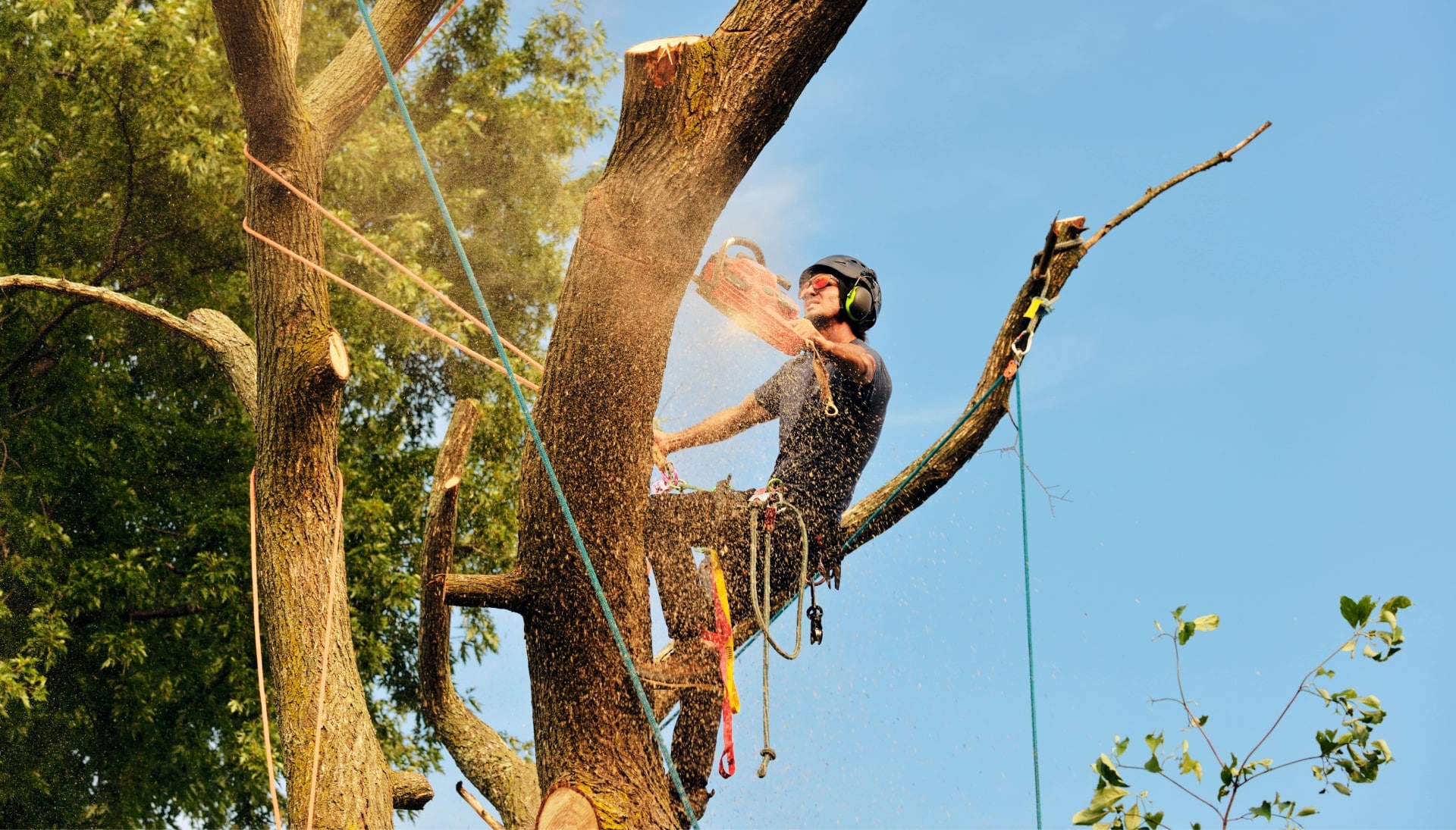 Get rid of tree problems with the expert tree removal contractors in Guilford