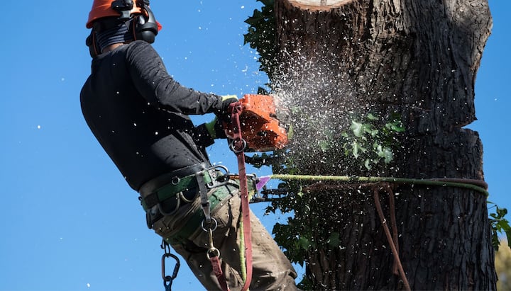 Professional Tree removal solutions in Guilford